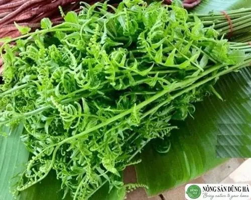 Các Loại Rau Rừng Đặc Sản: Top 5 Món Ngon Và Bổ Dưỡng Nhất