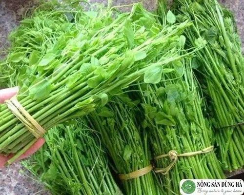 Các Loại Rau Rừng Đặc Sản: Top 5 Món Ngon Và Bổ Dưỡng Nhất