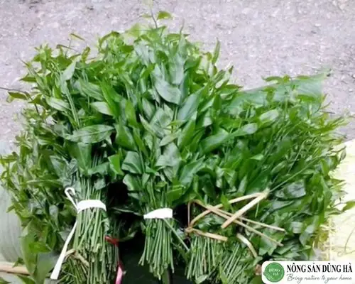Các Loại Rau Rừng Đặc Sản: Top 5 Món Ngon Và Bổ Dưỡng Nhất