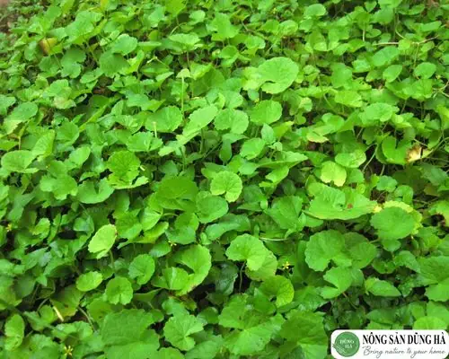 Các Loại Rau Rừng Đặc Sản: Top 5 Món Ngon Và Bổ Dưỡng Nhất