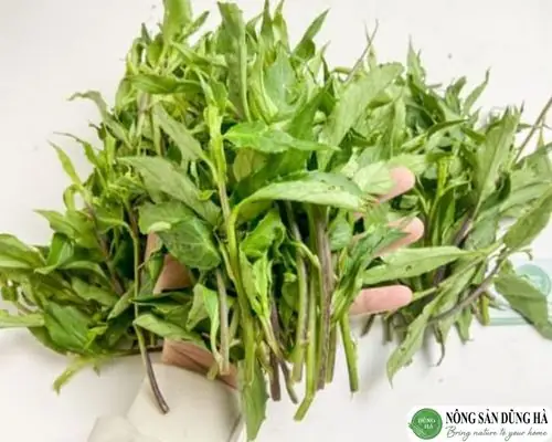 Các Loại Rau Rừng Đặc Sản: Top 5 Món Ngon Và Bổ Dưỡng Nhất