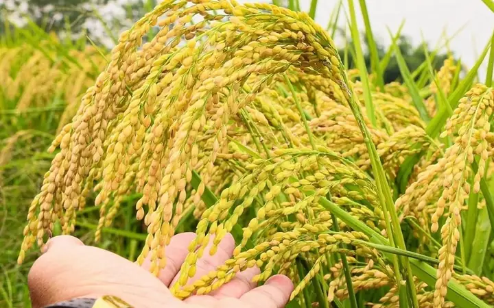 Siêu Thị Nhật Bản: Trải Nghiệm Mua Sắm & Ẩm Thực Đáng Nhớ Cho Du Khách