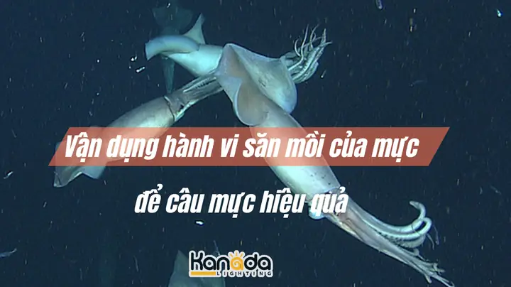 Cách Câu Mực Hiệu Quả Nhất: Bí Quyết Từ Người Có Kinh Nghiệm