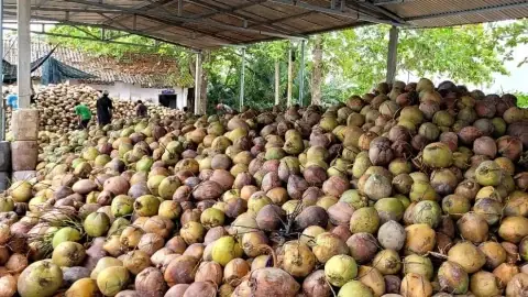 Cách Chế Biến Bọ Xít Nhãn Thơm Ngon, Dinh Dưỡng Từ Đặc Sản Vùng Nhãn