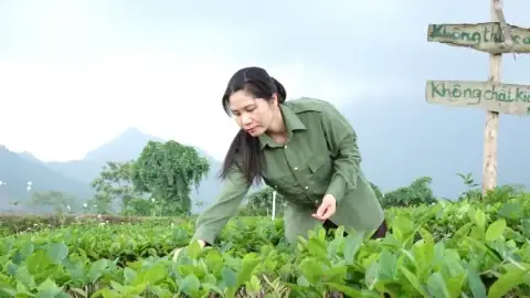 Cách Chế Biến Bọ Xít Nhãn Thơm Ngon, Dinh Dưỡng Từ Đặc Sản Vùng Nhãn
