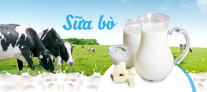 Cách Chế Biến Sữa Bò Non Đa Dạng Và An Toàn Tại Nhà