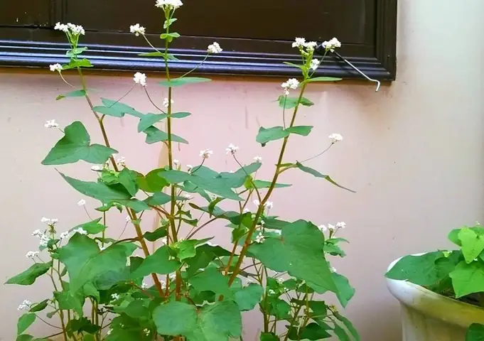 Hướng Dẫn Chi Tiết Cách Trồng Hoa Tam Giác Mạch Tại Nhà Cho Người Mới
