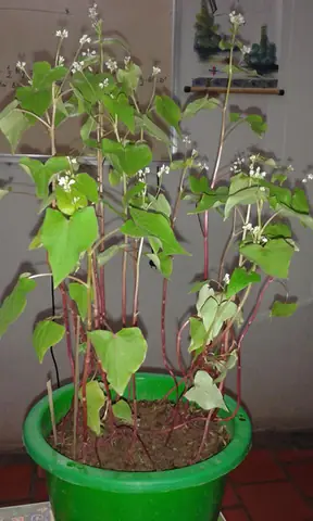 Hướng Dẫn Chi Tiết Cách Trồng Hoa Tam Giác Mạch Tại Nhà Cho Người Mới