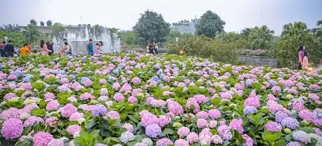 Cẩm Nang Khám Phá Cánh Đồng Hoa Cẩm Tú Cầu Đà Lạt: 5 Địa Điểm Đẹp Nhất & Mẹo Check-in Hoàn Hảo Cẩm Nang Khám Phá Cánh Đồng Hoa Cẩm Tú Cầu Đà Lạt: 5 Địa Điểm Đẹp Nhất & Mẹo Check-in Hoàn Hảo