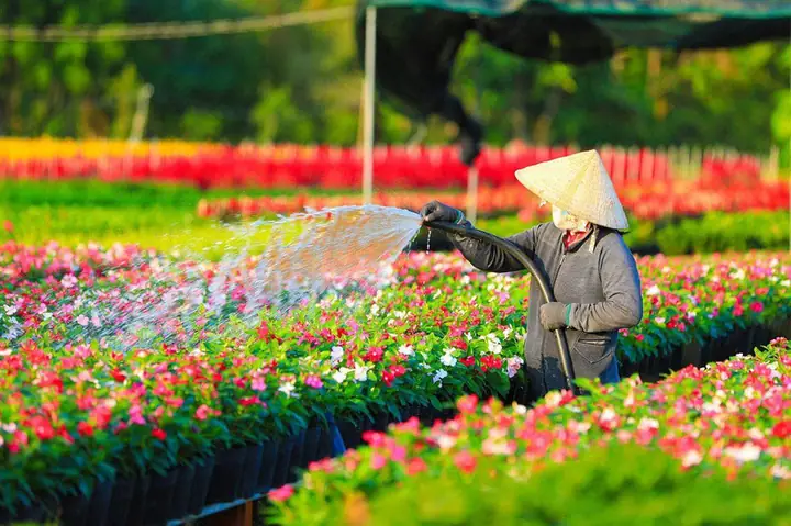 Khám Phá Khu Du Lịch Cánh Đồng Hoa Hồng Sa Đéc