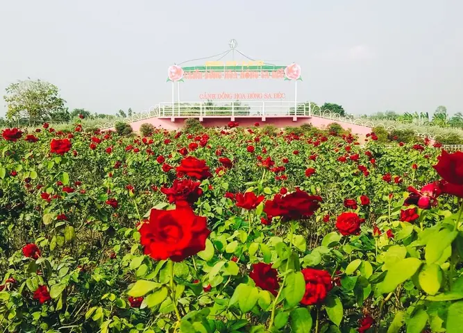 Khám Phá Khu Du Lịch Cánh Đồng Hoa Hồng Sa Đéc