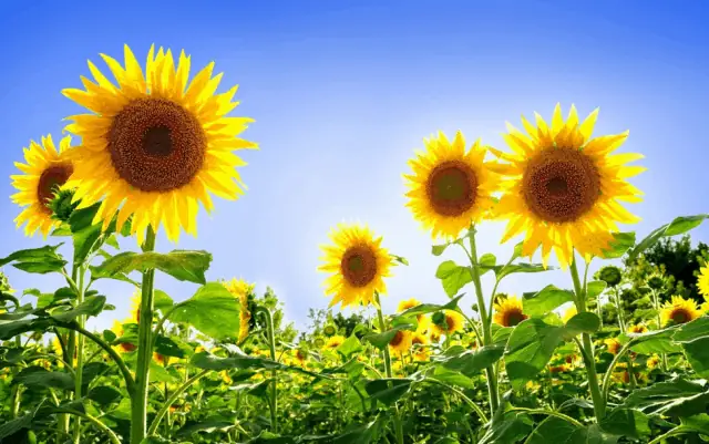 Cánh Đồng Hoa Hướng Dương Nghệ An: Hướng Dẫn Du Lịch Và Khám Phá Toàn Diện