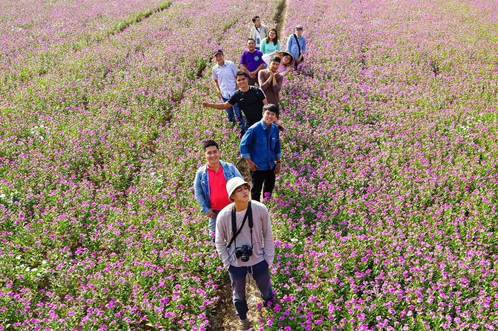 Cẩm Nang Khám Phá Cánh Đồng Hoa Dừa Cạn An Giang
