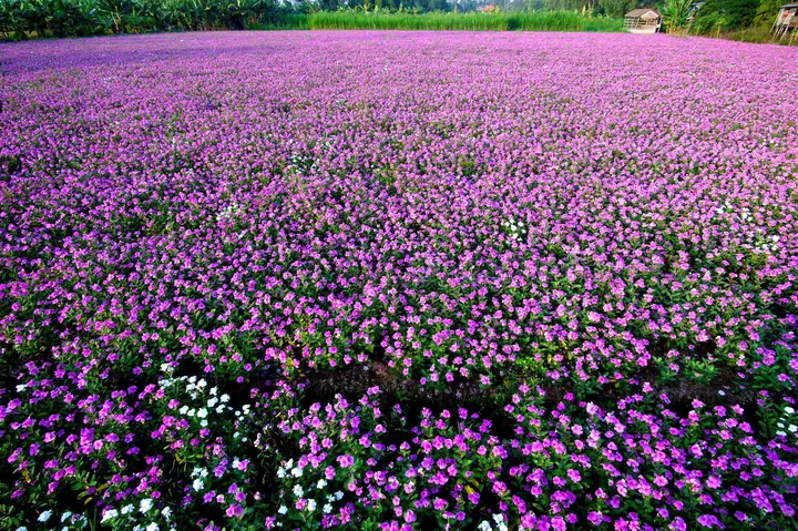 Cẩm Nang Khám Phá Cánh Đồng Hoa Dừa Cạn An Giang