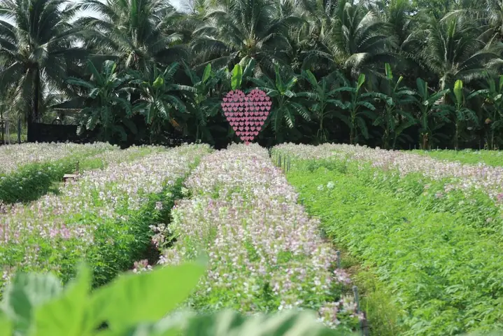 Cẩm Nang Khám Phá Cánh Đồng Hoa Dừa Cạn An Giang