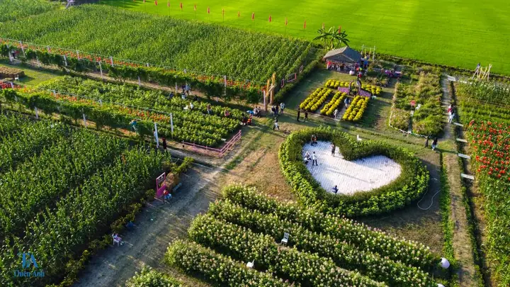 Cẩm Nang Khám Phá Cánh Đồng Hoa Dừa Cạn An Giang
