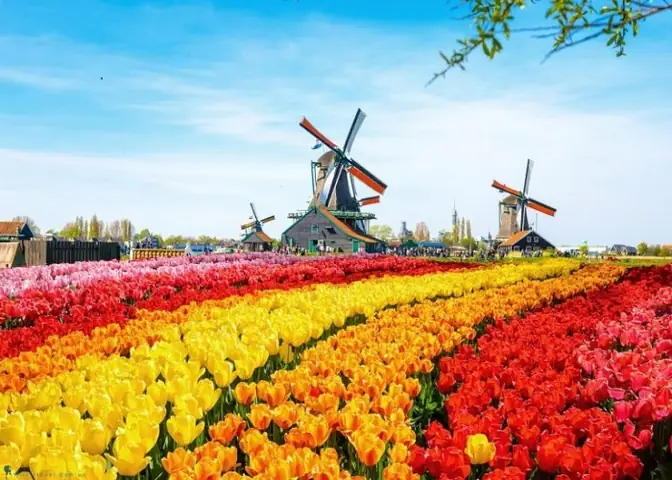 Khám Phá 5 Cánh Đồng Hoa Tulip Hà Lan Đẹp Nhất Khám Phá 5 Cánh Đồng Hoa Tulip Hà Lan Đẹp Nhất