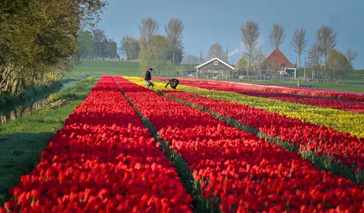 Khám Phá 5 Cánh Đồng Hoa Tulip Hà Lan Đẹp Nhất Khám Phá 5 Cánh Đồng Hoa Tulip Hà Lan Đẹp Nhất
