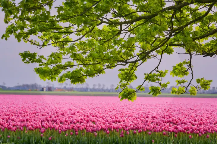 Khám Phá 5 Cánh Đồng Hoa Tulip Hà Lan Đẹp Nhất