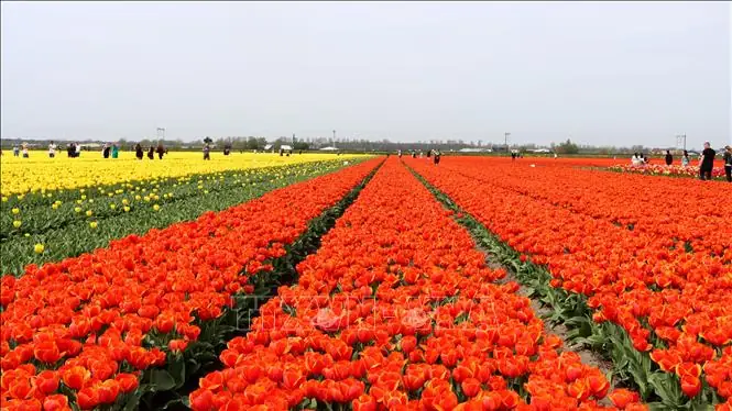 Khám Phá 5 Cánh Đồng Hoa Tulip Hà Lan Đẹp Nhất Khám Phá 5 Cánh Đồng Hoa Tulip Hà Lan Đẹp Nhất