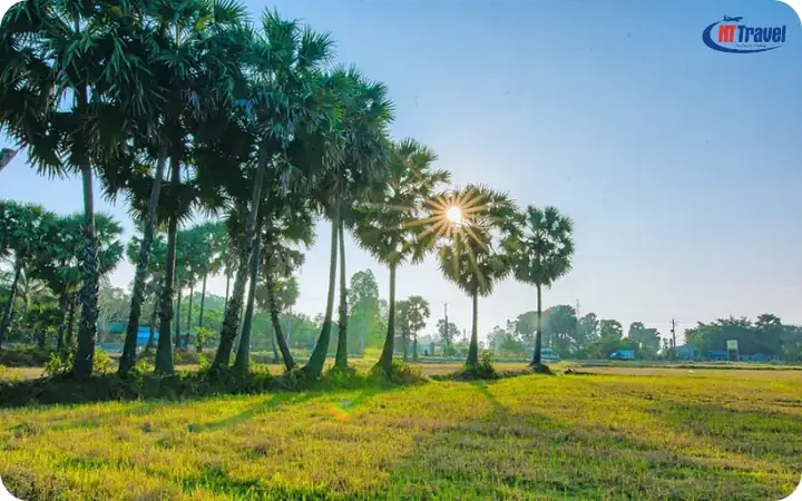 Cánh Đồng Thốt Nốt An Giang: Hành Trình Khám Phá Vùng Sông Nước