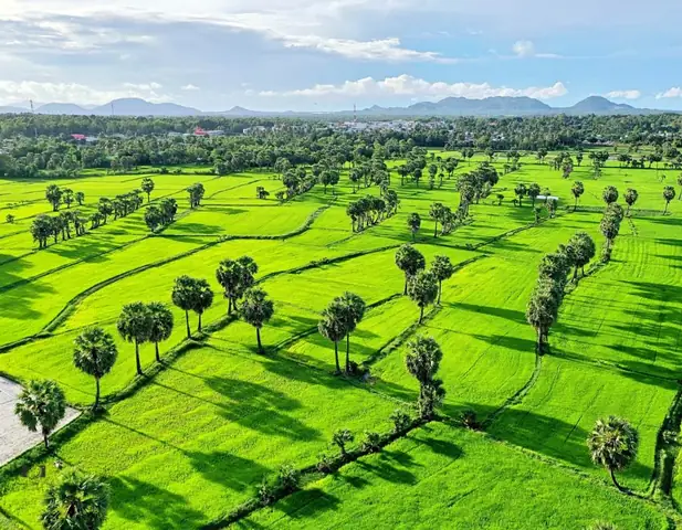 Cánh Đồng Thốt Nốt An Giang: Hành Trình Khám Phá Vùng Sông Nước