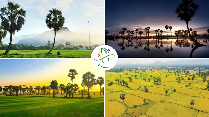 Cánh Đồng Thốt Nốt An Giang: Hành Trình Khám Phá Vùng Sông Nước