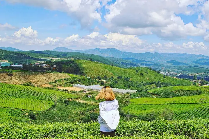 Khám Phá Đồi Chè Cầu Đất – Săn Mây Và Trải Nghiệm Đà Lạt