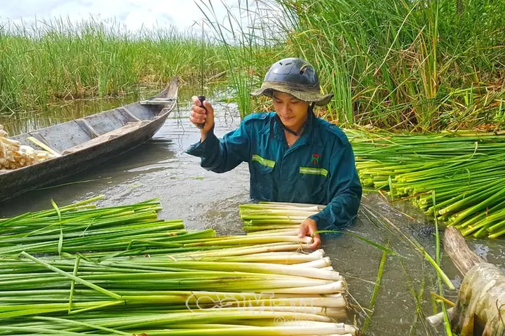 Khám Phá Công Dụng Và Cách Chế Biến Bồn Bồn Cho Mọi Nhà