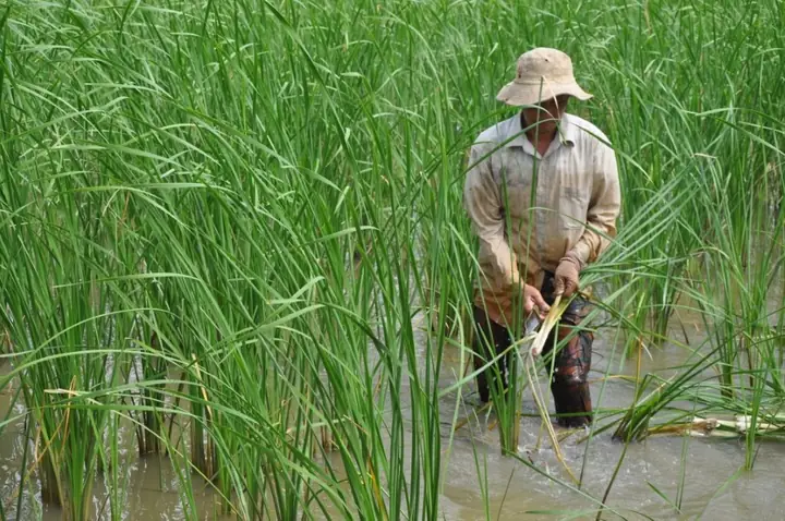 Khám Phá Công Dụng Và Cách Chế Biến Bồn Bồn Cho Mọi Nhà
