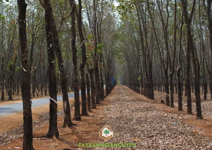 Cây Cao Su Ở Bình Phước: Hành Trình Từ Khai Hoang Đến Biểu Tượng