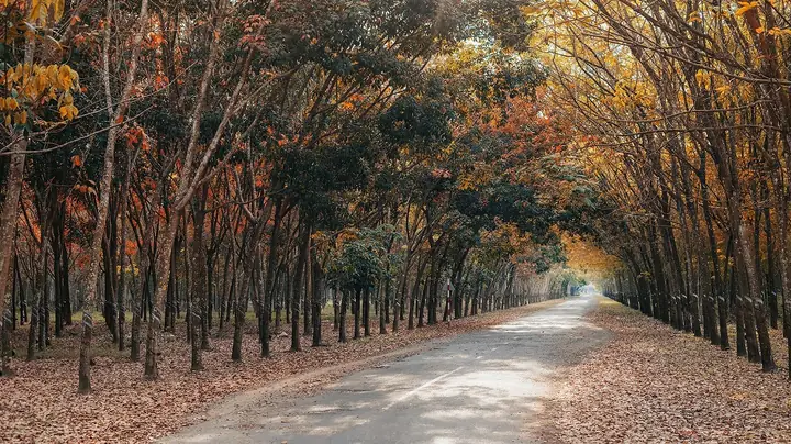 Cây Cao Su Ở Bình Phước: Hành Trình Từ Khai Hoang Đến Biểu Tượng