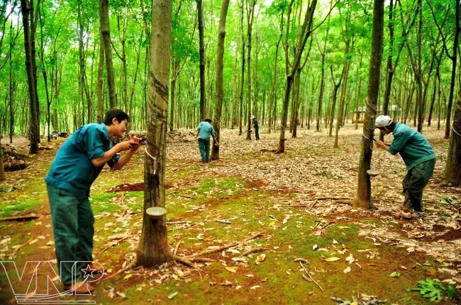 Cây Cao Su Ở Bình Phước: Hành Trình Từ Khai Hoang Đến Biểu Tượng