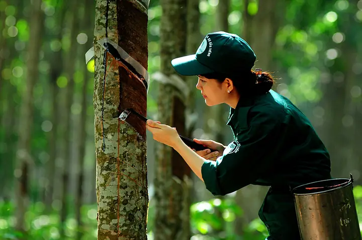 Cây Cao Su Đồng Nai: Từ Cây Trồng Kinh Tế Đến Điểm Du Lịch Sinh Thái Cây Cao Su Đồng Nai: Từ Cây Trồng Kinh Tế Đến Điểm Du Lịch Sinh Thái