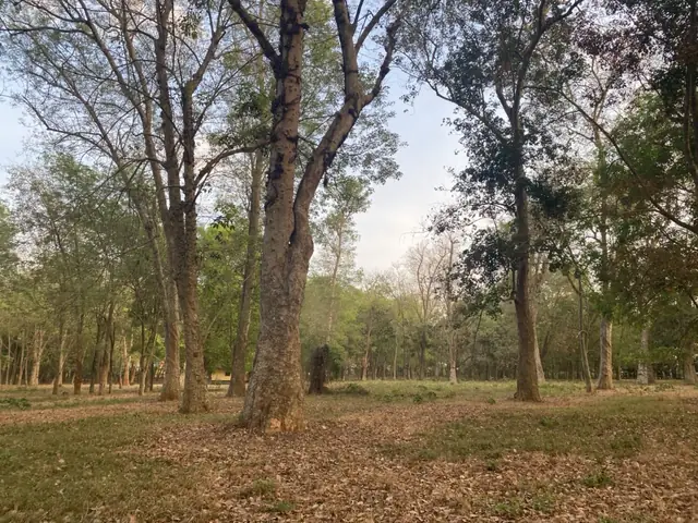 Cây Cao Su Đồng Nai: Từ Cây Trồng Kinh Tế Đến Điểm Du Lịch Sinh Thái Cây Cao Su Đồng Nai: Từ Cây Trồng Kinh Tế Đến Điểm Du Lịch Sinh Thái