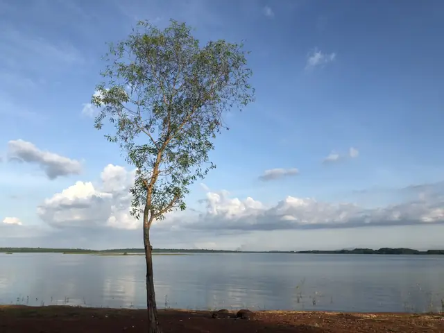 Cây Cô Đơn Hồ Trị An: Điểm Nhấn Thiên Nhiên Đáng Khám Phá Cây Cô Đơn Hồ Trị An: Điểm Nhấn Thiên Nhiên Đáng Khám Phá