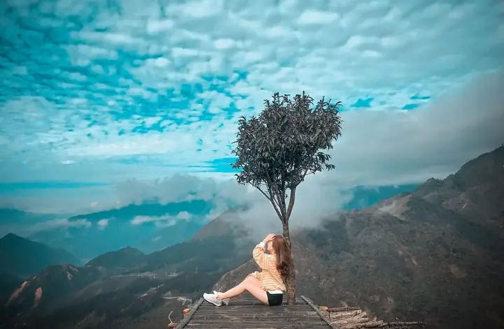 Cây Cô Đơn Ô Quy Hồ: Đặc Điểm, Công Dụng Và Cách Chăm Sóc Hiệu Quả