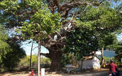 Cây Dầu Cổ Thụ Trà Vinh: Biểu Tượng 700 Năm Và Những Truyền Thuyết Bí Ẩn