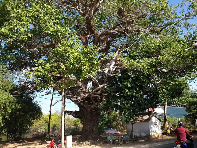 Cây Dầu Cổ Thụ Trà Vinh: Biểu Tượng 700 Năm Và Những Truyền Thuyết Bí Ẩn