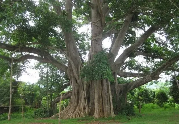 Cẩm Nang Khám Phá Cây Đa Cổ Thụ Sơn Trà: Biểu Tượng Ngàn Năm Của Bán Đảo Đà Nẵng