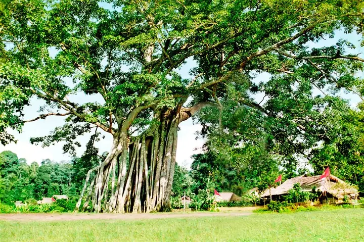 Cây Đa Tân Trào Là Gì? Di Tích Lịch Sử Không Thể Bỏ Quên