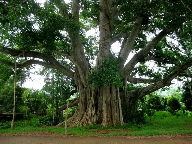 Cây Đa Tân Trào Là Gì? Di Tích Lịch Sử Không Thể Bỏ Quên