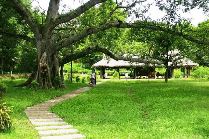 Cây Đa Tân Trào Là Gì? Di Tích Lịch Sử Không Thể Bỏ Quên
