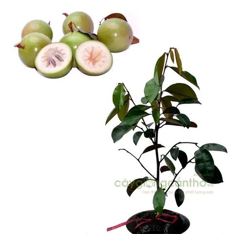 Tìm Hiểu Cây Giống Vú Sữa Lò Rèn Cho Người Mới Trồng