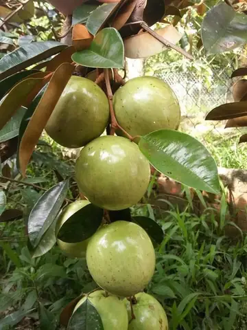 Tìm Hiểu Cây Giống Vú Sữa Lò Rèn Cho Người Mới Trồng
