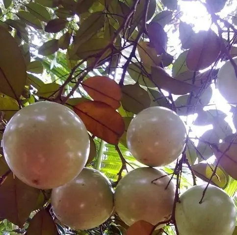 Tìm Hiểu Cây Giống Vú Sữa Lò Rèn Cho Người Mới Trồng