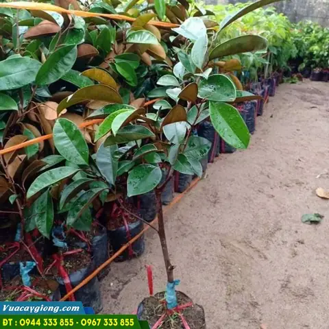 Tìm Hiểu Cây Giống Vú Sữa Lò Rèn Cho Người Mới Trồng