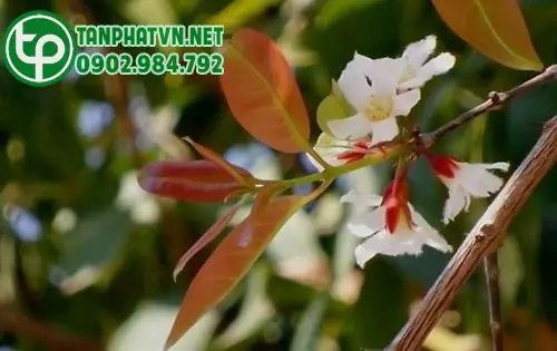 Cây Thành Ngạnh: Đặc Điểm, Tác Dụng & Cách Nhận Biết Cây Thành Ngạnh: Đặc Điểm, Tác Dụng & Cách Nhận Biết