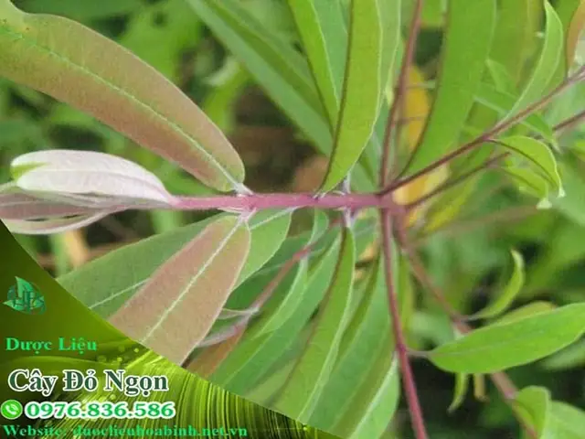 Cây Thành Ngạnh: Đặc Điểm, Tác Dụng & Cách Nhận Biết Cây Thành Ngạnh: Đặc Điểm, Tác Dụng & Cách Nhận Biết