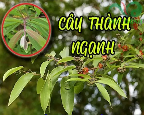 Cây Thành Ngạnh: Đặc Điểm, Tác Dụng & Cách Nhận Biết Cây Thành Ngạnh: Đặc Điểm, Tác Dụng & Cách Nhận Biết